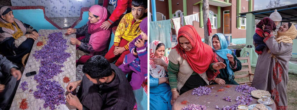 family separating stigmas from saffron flowers