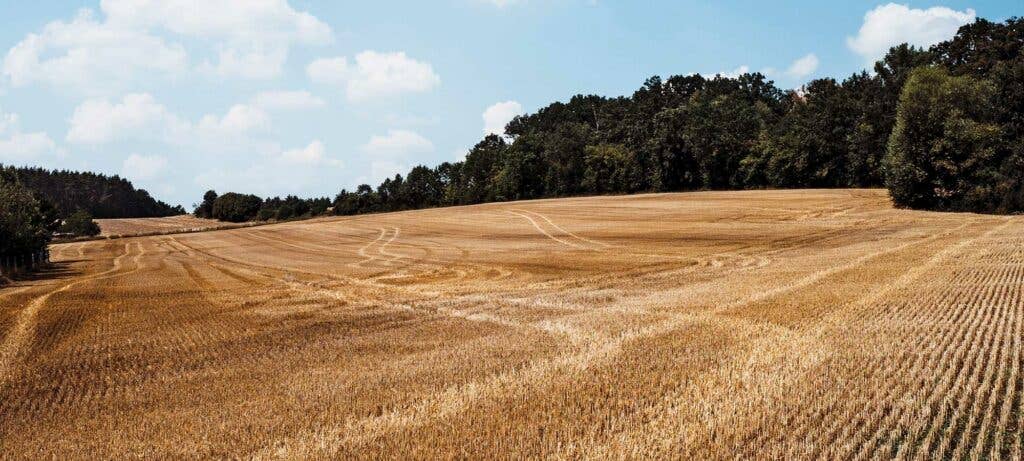 wheat field