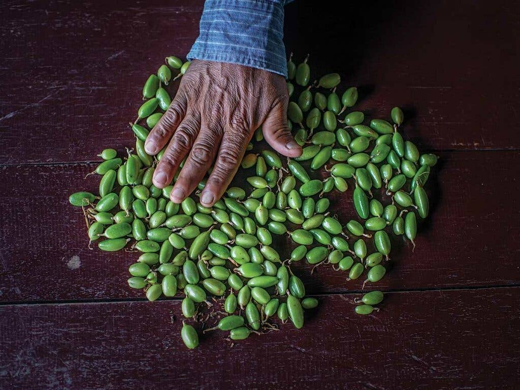 Fresh cardamom