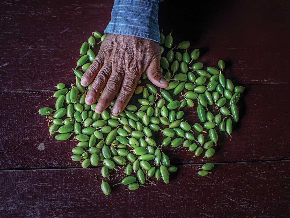 green Cardamom 