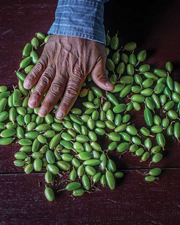 Meet the Farmer Shaking Up the Guatemalan Cardamom Trade