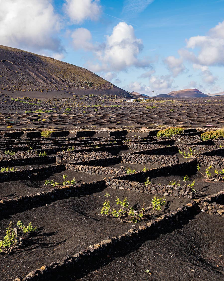 The Ingenious Growing Process That Makes These Canary Island Wines So Good