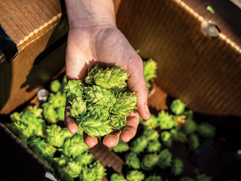 Freshly picked hop cones in hand