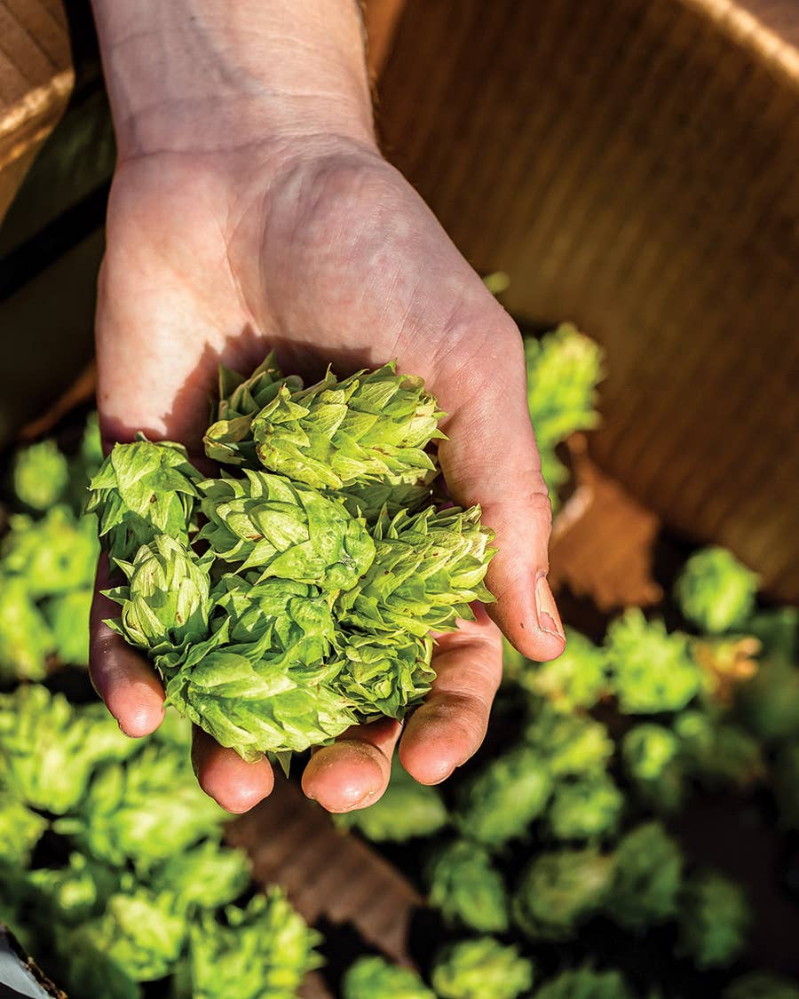 The Hop Growing Process Behind the Perfect Pint of Beer