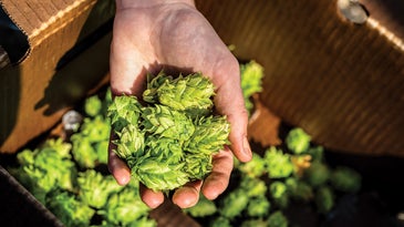 The Hop Growing Process Behind the Perfect Pint of Beer