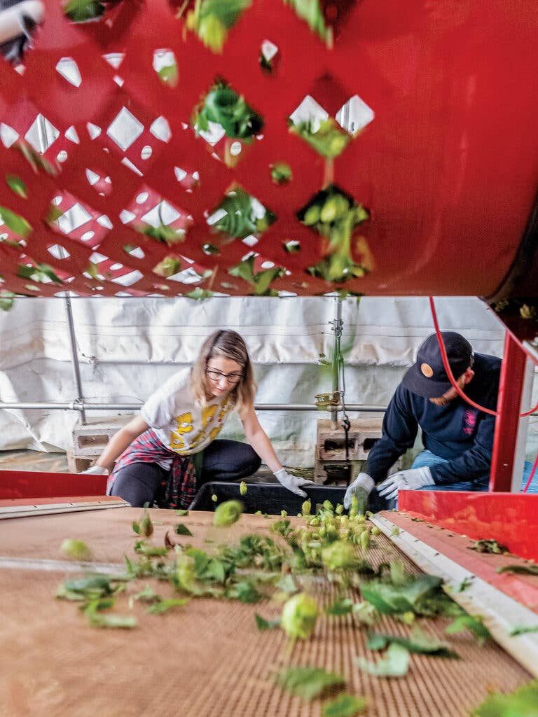 Fresh hop cones being sorted