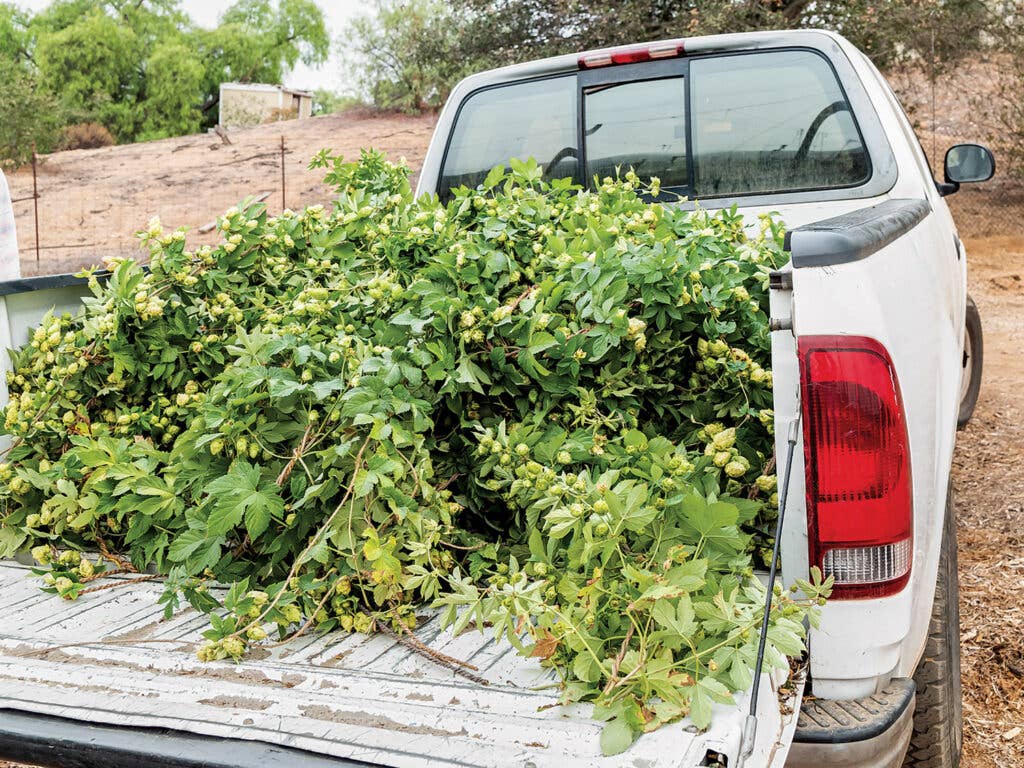 Hop bines in the bed of white truck