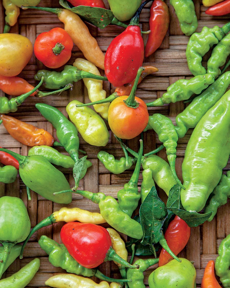 Hot Peppers Are a Way of Life for This Brazilian Indigenous Community Hot Peppers Are a Way of Life for This Brazilian Indigenous Community