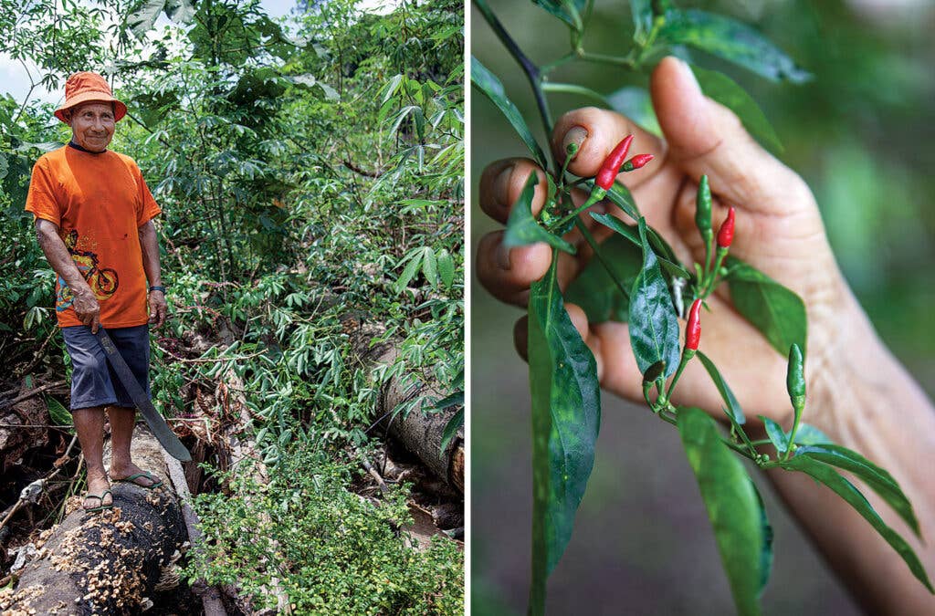 Gardens of Baniwa Peppers