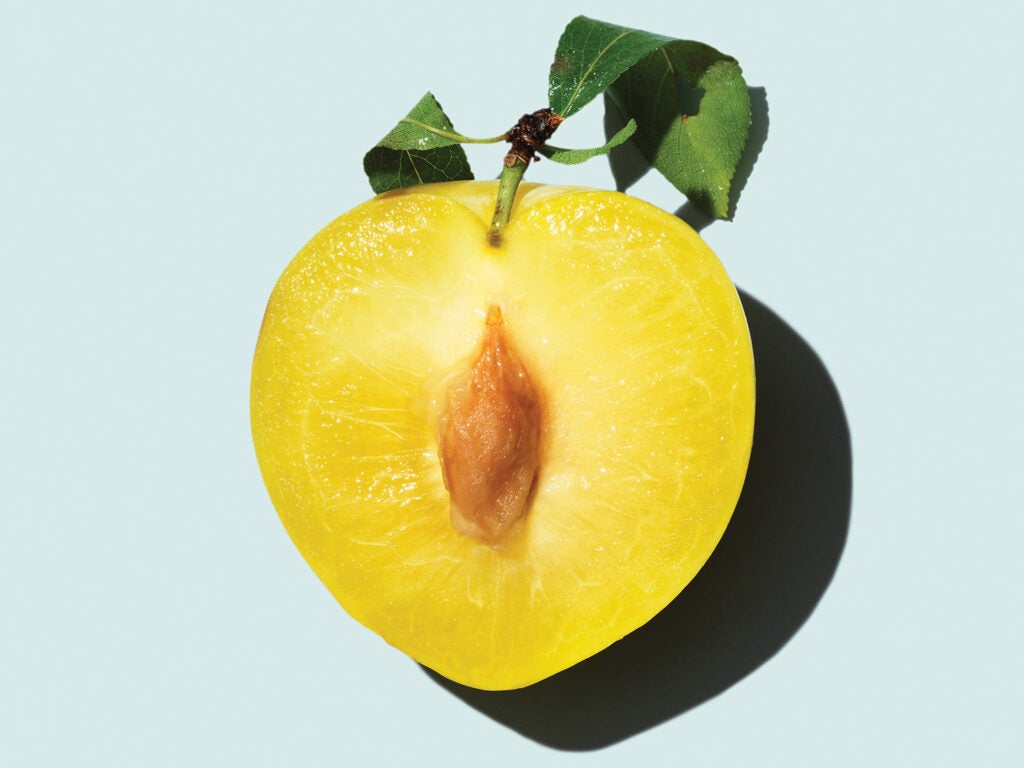 Shiro Plums
