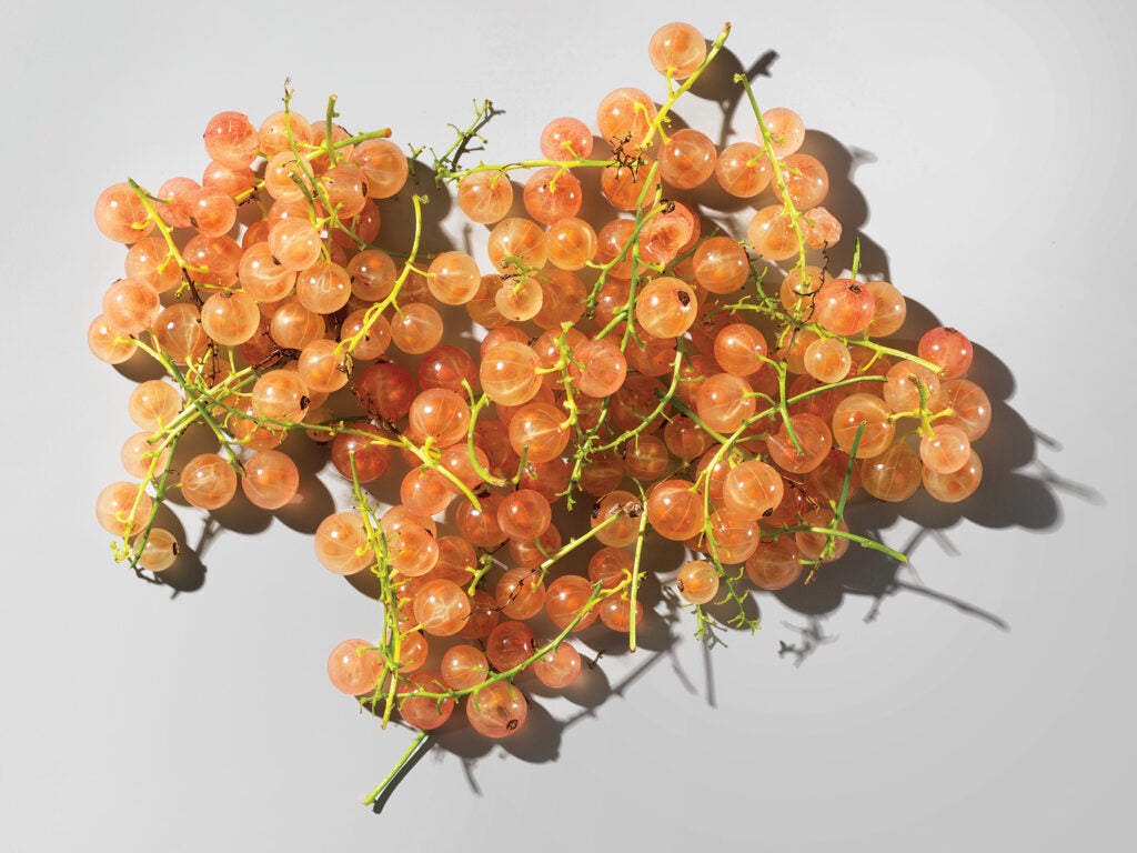 Pink Champagne Currants