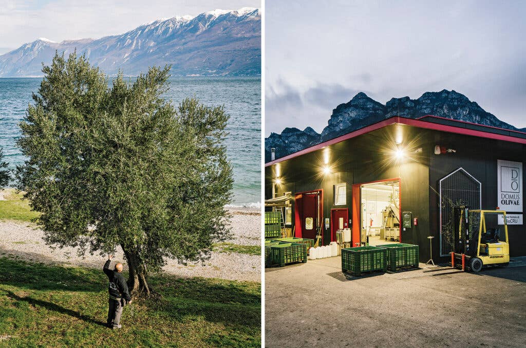 Olive trees and Domus Olivae