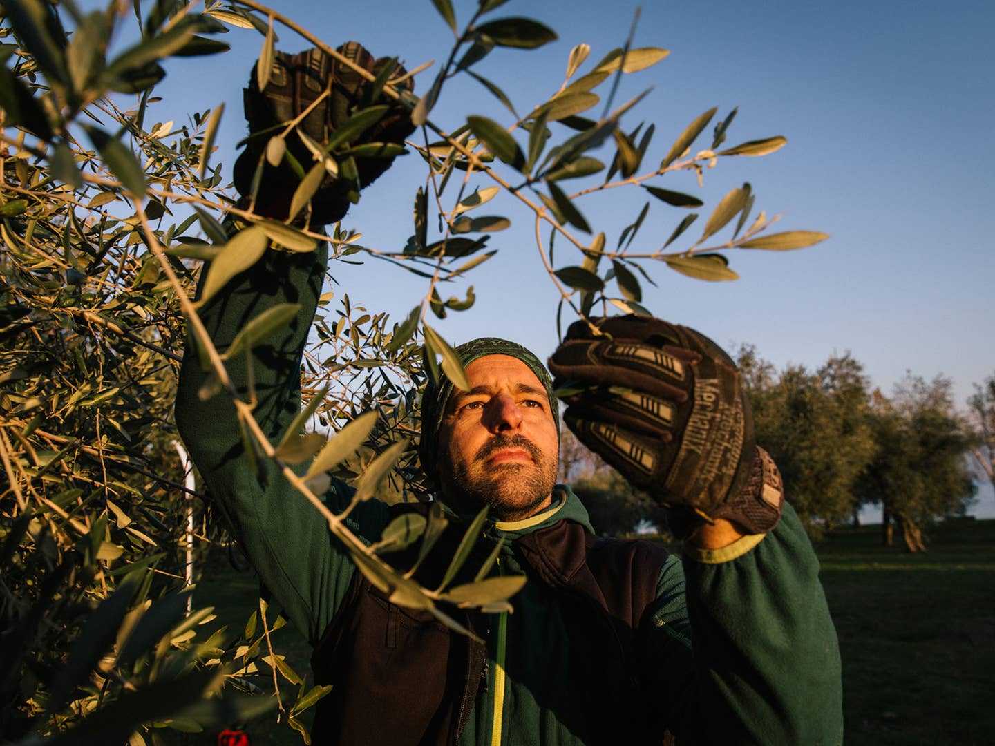 Meet the Tree Pruner Behind Some of Italy’s Best and Rarest Olive Oils