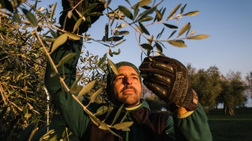 Meet the Tree Pruner Behind Some of Italy's Best and Rarest Olive Oils