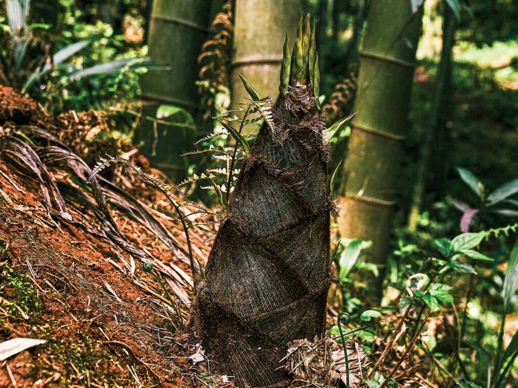 A spring bamboo shoot broken through the soil’s surface.