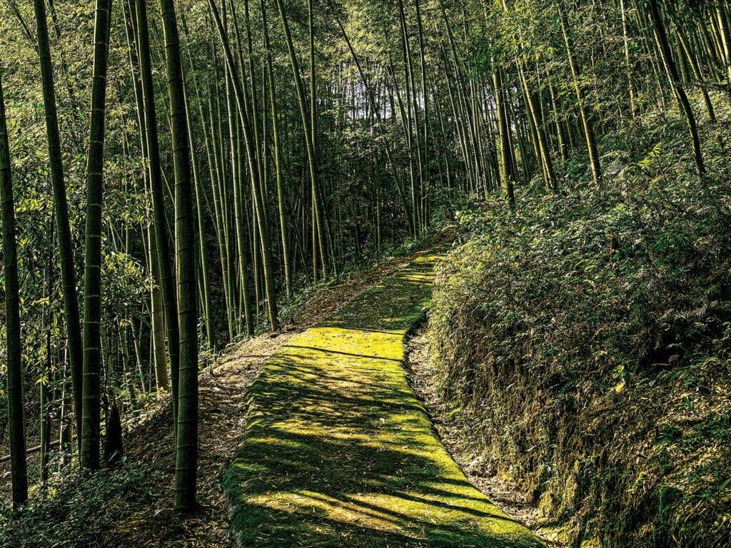 Sloping footpath leading to home in the Bamboo Sea.