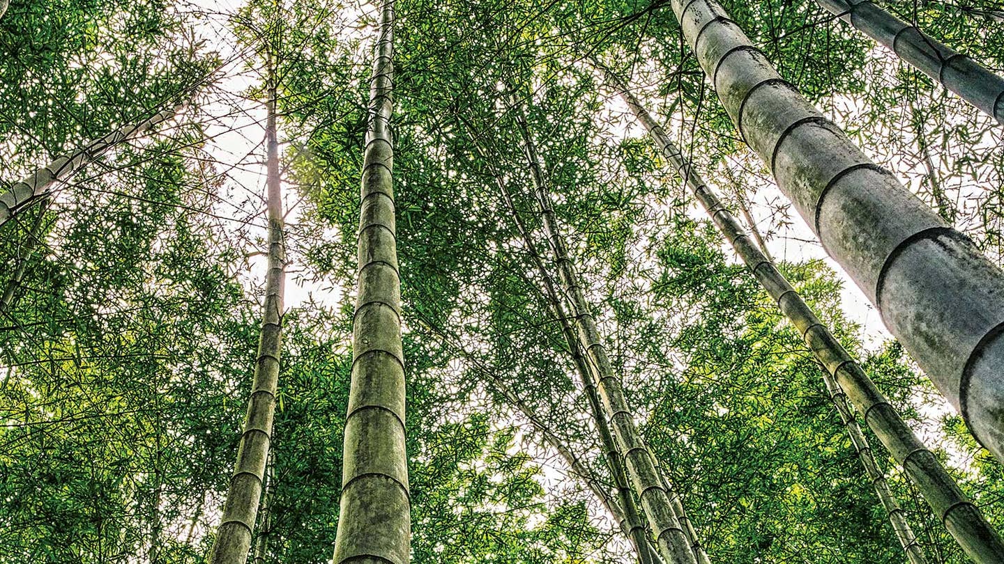 What It Takes to Be a Bamboo Harvester in China’s Sichuan Province What It Takes to Be a Bamboo Harvester in China’s Sichuan Province