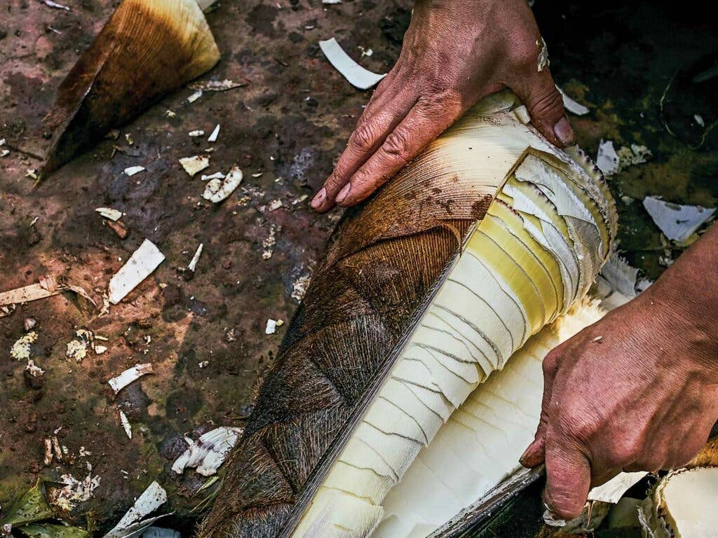 Inside a bamboo shoot.