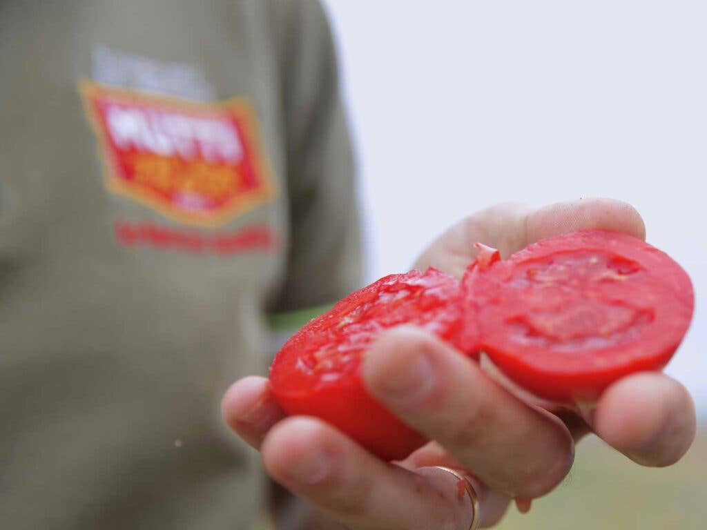 Freshly picked, sun-ripened tomato.