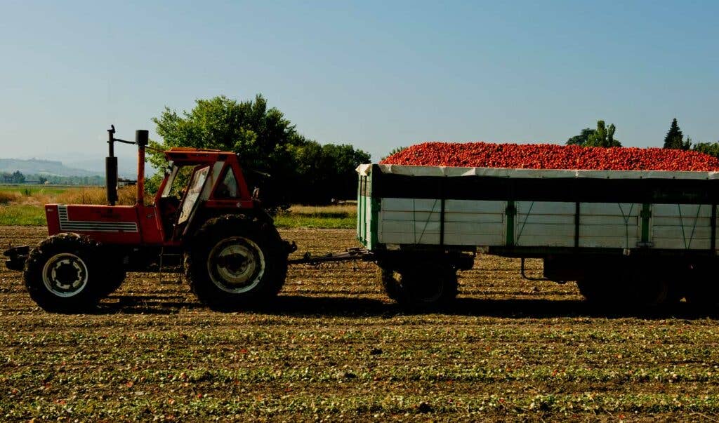 Harvesting tomatoes in Italy’s Food Valley.