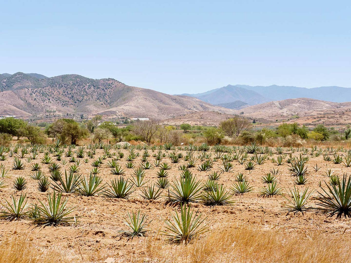 What Does the Future of Mezcal Look Like in Mexico?