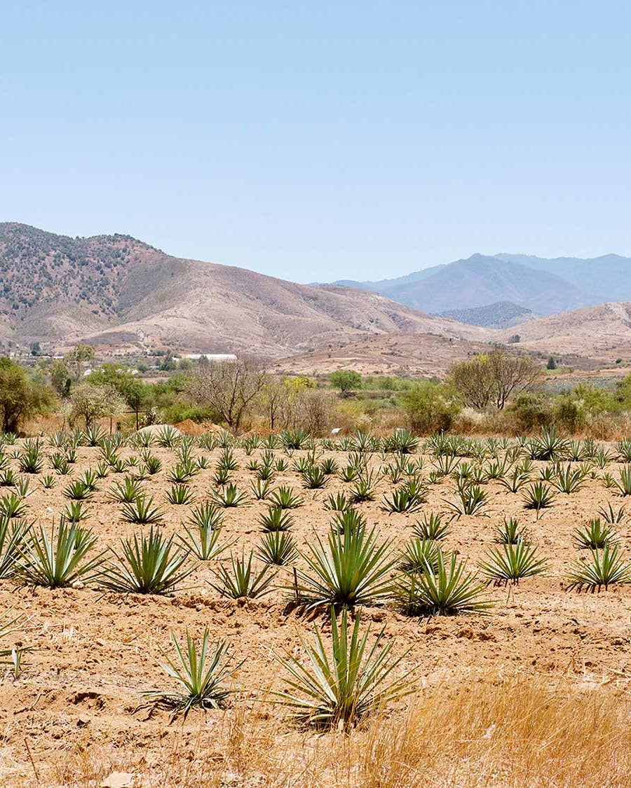 What Does the Future of Mezcal Look Like in Mexico?