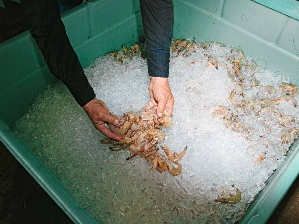 Fresh shrimp on ice after a day’s harvest.