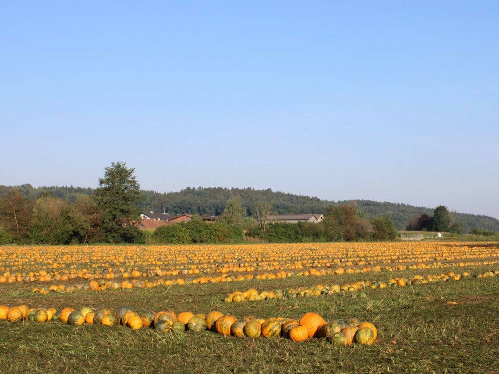 Pumpkins ready for harvest at Martin Farms in Brockport, a western suburb of Rochester, NY.