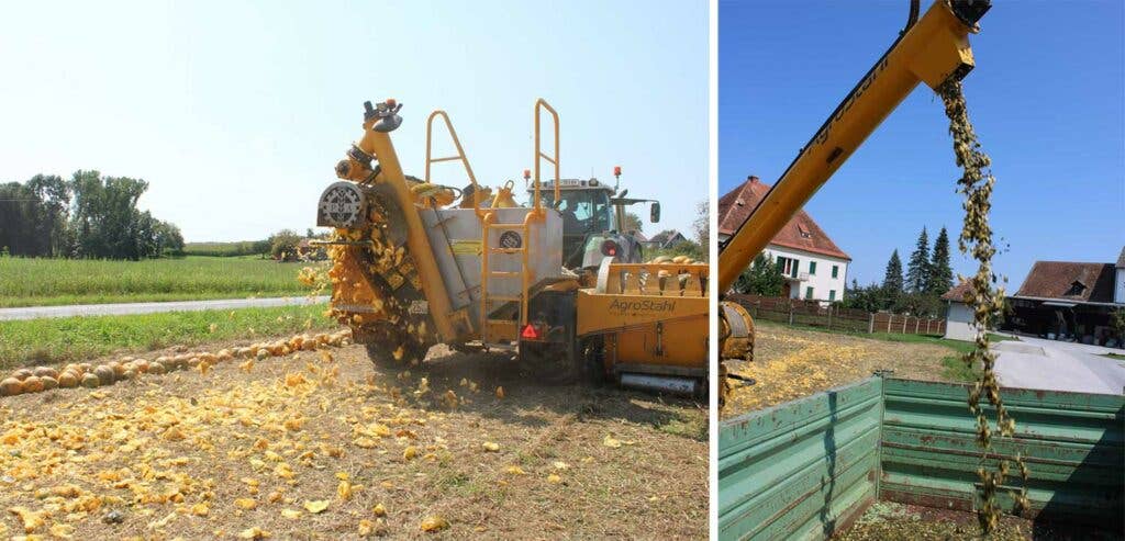 Pumpkins processed at farm as soon as they’re picked.