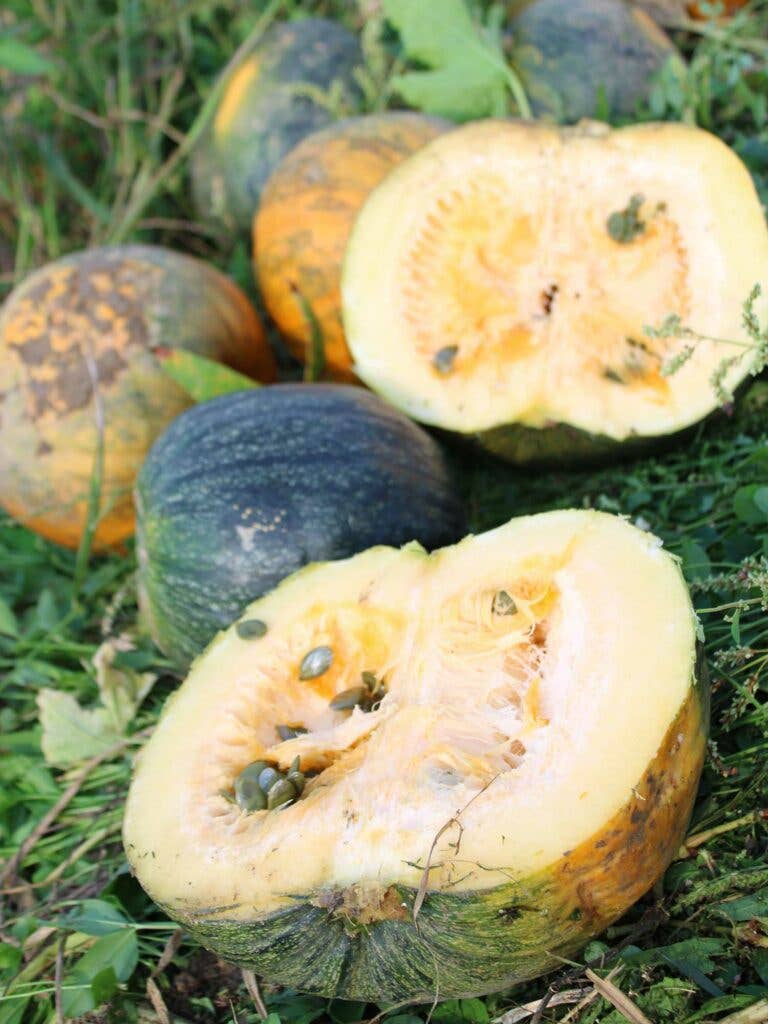 Styrian pumpkins: dark forest green on the outside and orange on the inside.