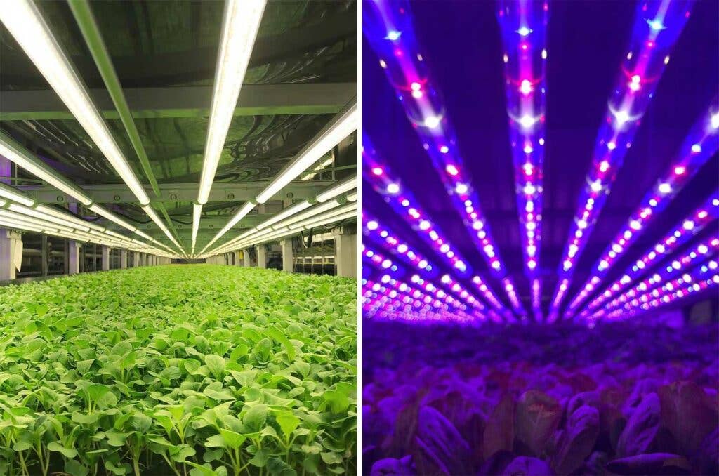 LED lights used to grow crops at Aerofarms.