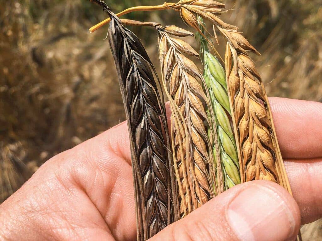 Person holding barley.