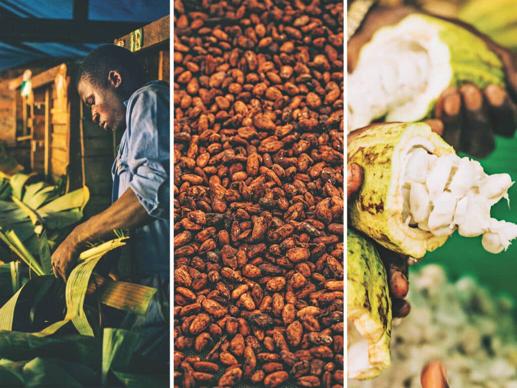 From left: Cutting banana leaves, which are used to line fermentation boxes; fermented and dried cocoa beans; fresh cocoa beans are surrounded by a sweet white pulp that tastes nothing like chocolate.