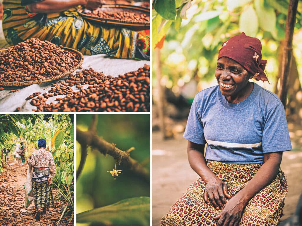 Clockwise from top left: Cocoa beans being sorted; Bahati Sanjingu, a Mbingu grower; the flower of a cocoa tree; harvesting the day’s fruit.