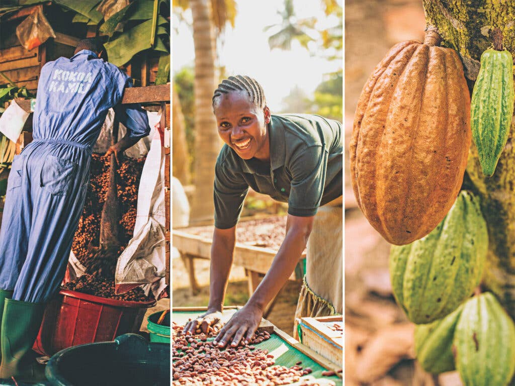 Left to right: Moving a batch from a fermentation bin; arranging beans on drying racks; cocoa beans in various stages of fermentation and drying.