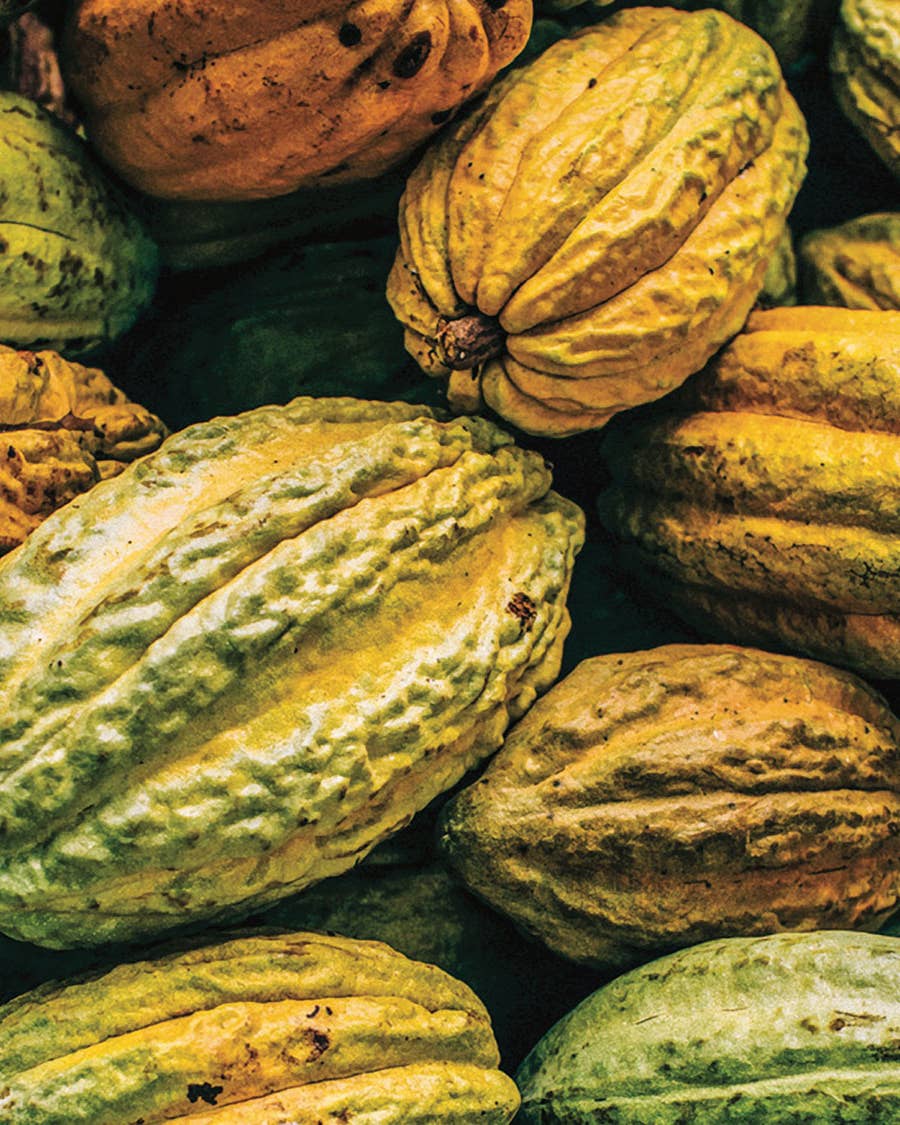 Fresh cocoa fruit ready to be processed.