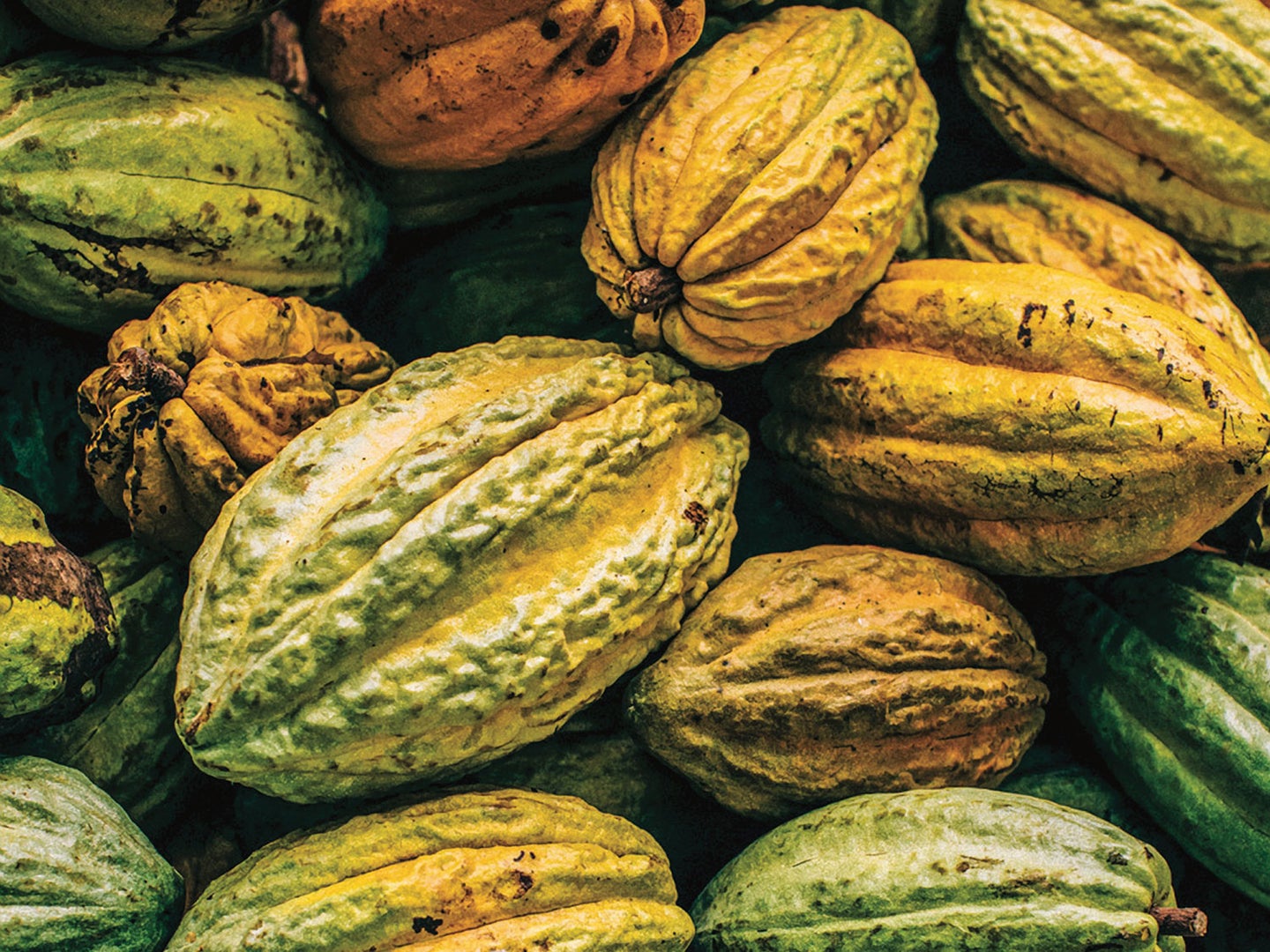 Fresh cocoa fruit ready to be processed.