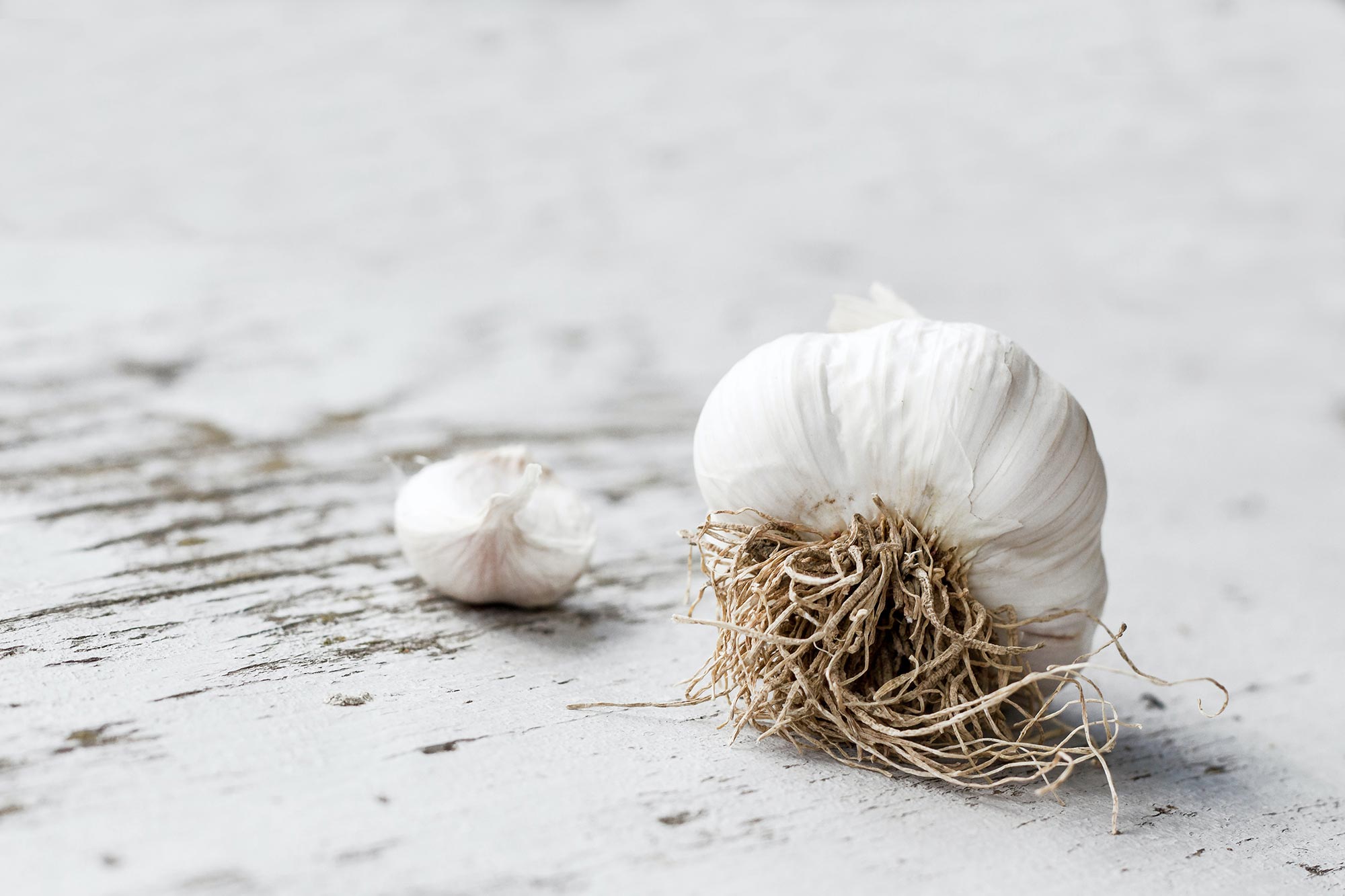 Garlic on a white background