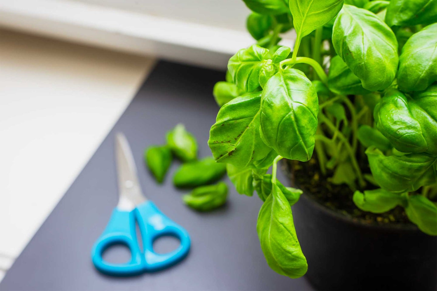 Basil plant with kitchen shears in the background