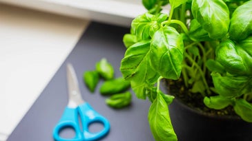 Basil plant with kitchen shears in the background