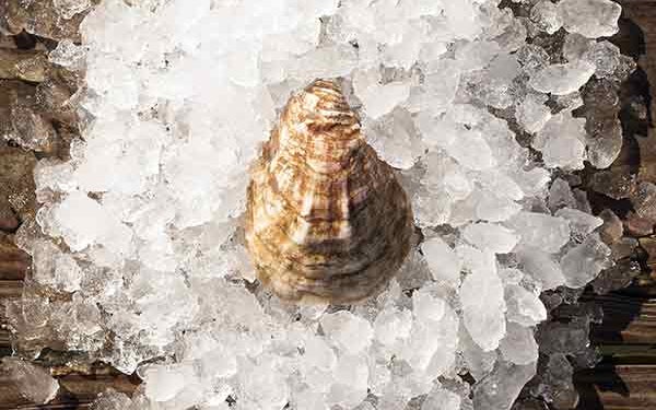 Rappahannock Oyster Company Olde Salt Oysters