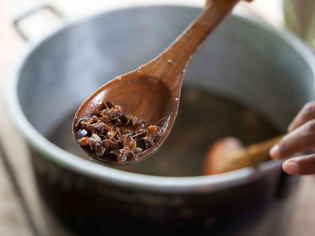 Leafcutter ants are added to a pot of tucupi to add flavor before it is further reduced.