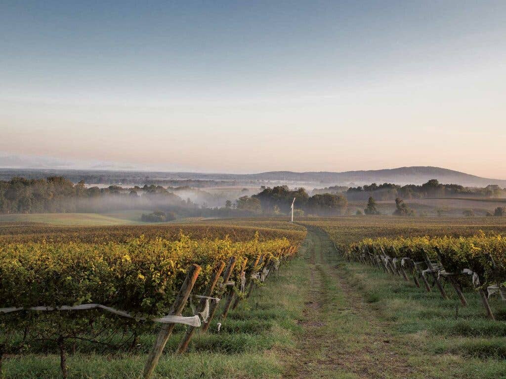 A portion of the 900 acres of wine grapes at Barboursville Vineyards lies in the shadow of the Blue Ridge Mountains.