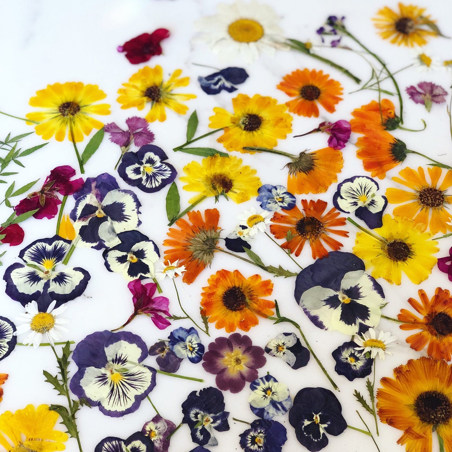 Loria Stern's Edible Pressed Flowers
