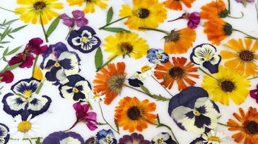 Loria Stern's Edible Pressed Flowers