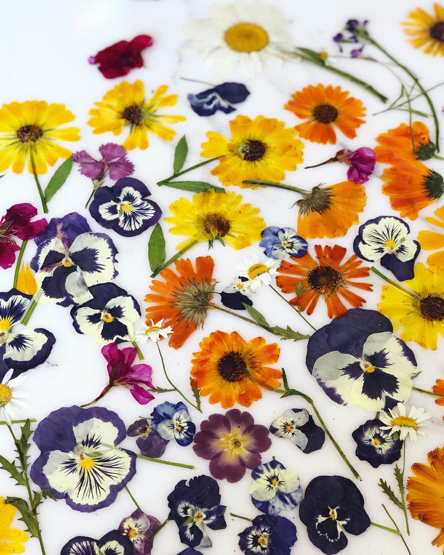 Loria Stern’s Floral Kitchen Loria Stern's Edible Pressed Flowers