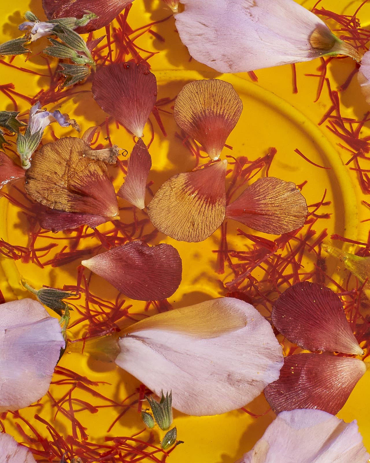 This Afghan Entrepreneur Directly Supports Women Harvesting the World’s Most Precious Spice Afghan Saffron Spice by Anne Kim