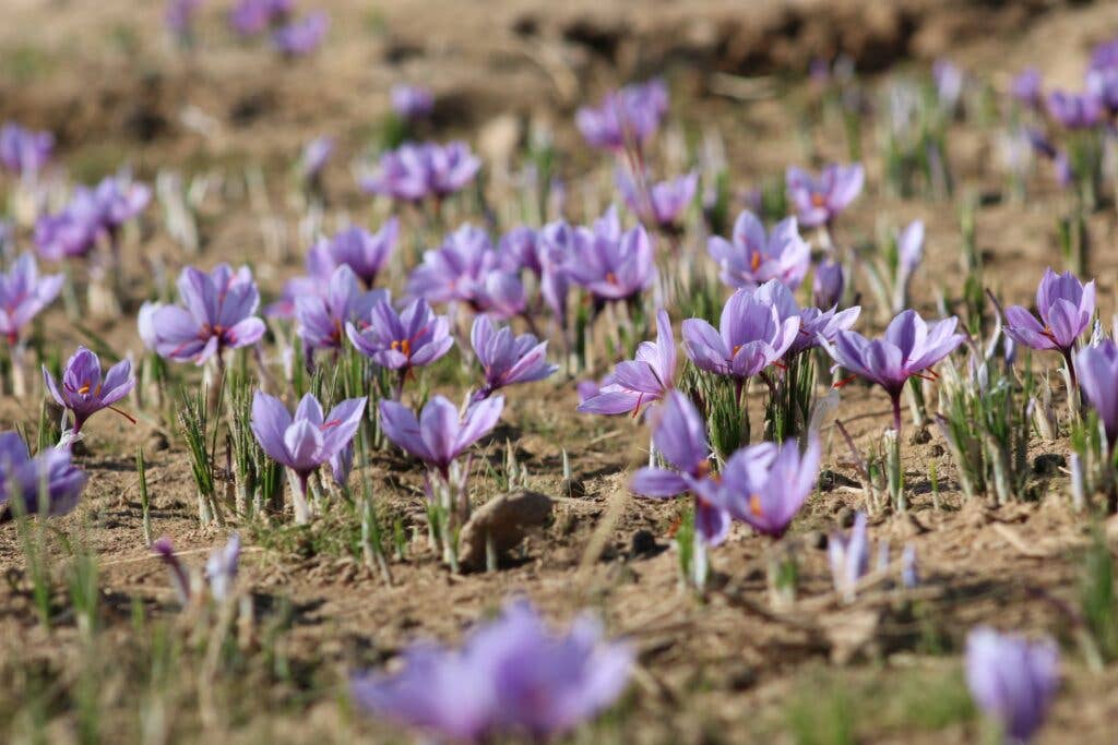 Crocus Field of Saffron Flowers from Moonflower