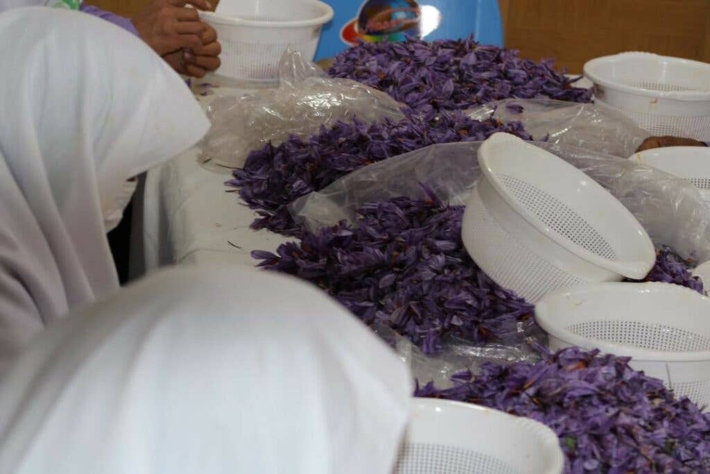 Women Harvesting Saffron from Corcuses in Afghanistan