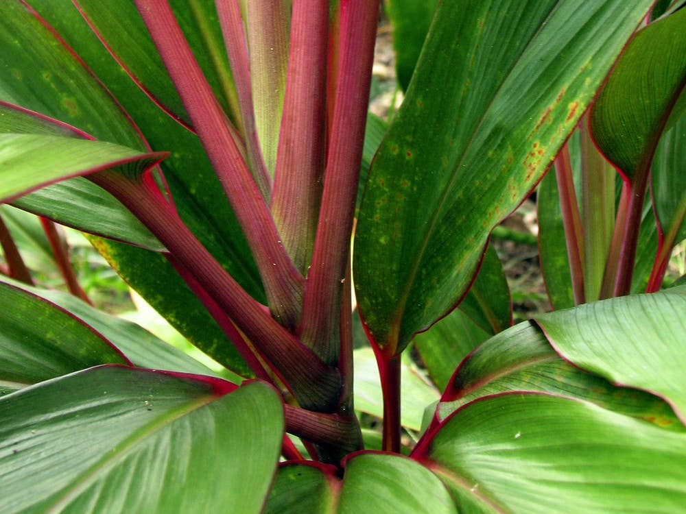 Hawaiian Ti Leaves Essentail Pantry Ingredients